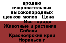 продаю очаровательных высокопородных щенков мопса › Цена ­ 20 000 - Все города Животные и растения » Собаки   . Красноярский край,Норильск г.